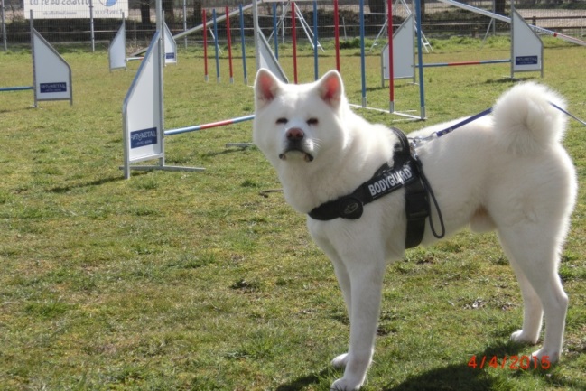 Daitan in der Hundeschule