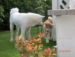 Emmy im neuen Zuhause